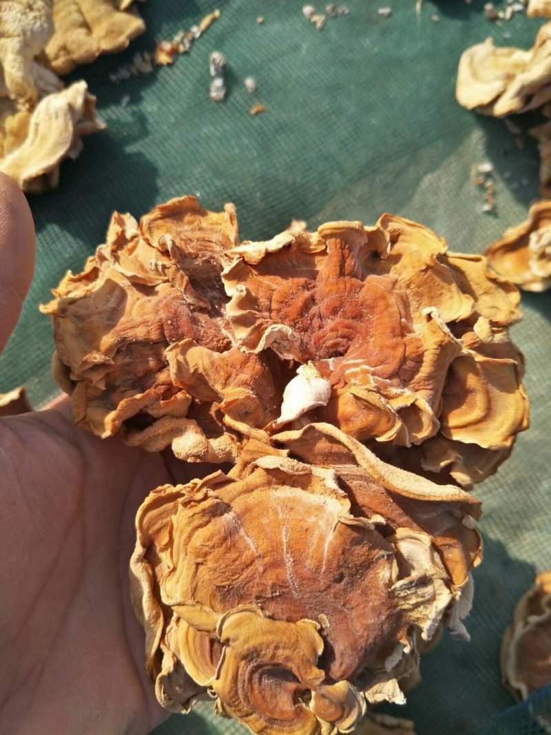 榆耳，核桃菌，黑皮鸡纵菌，干货，食用菌干货