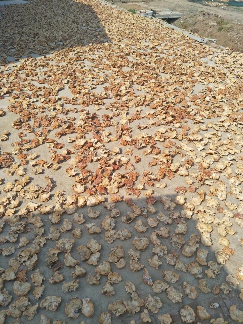 榆耳，核桃菌，黑皮鸡纵菌，干货，食用菌干货
