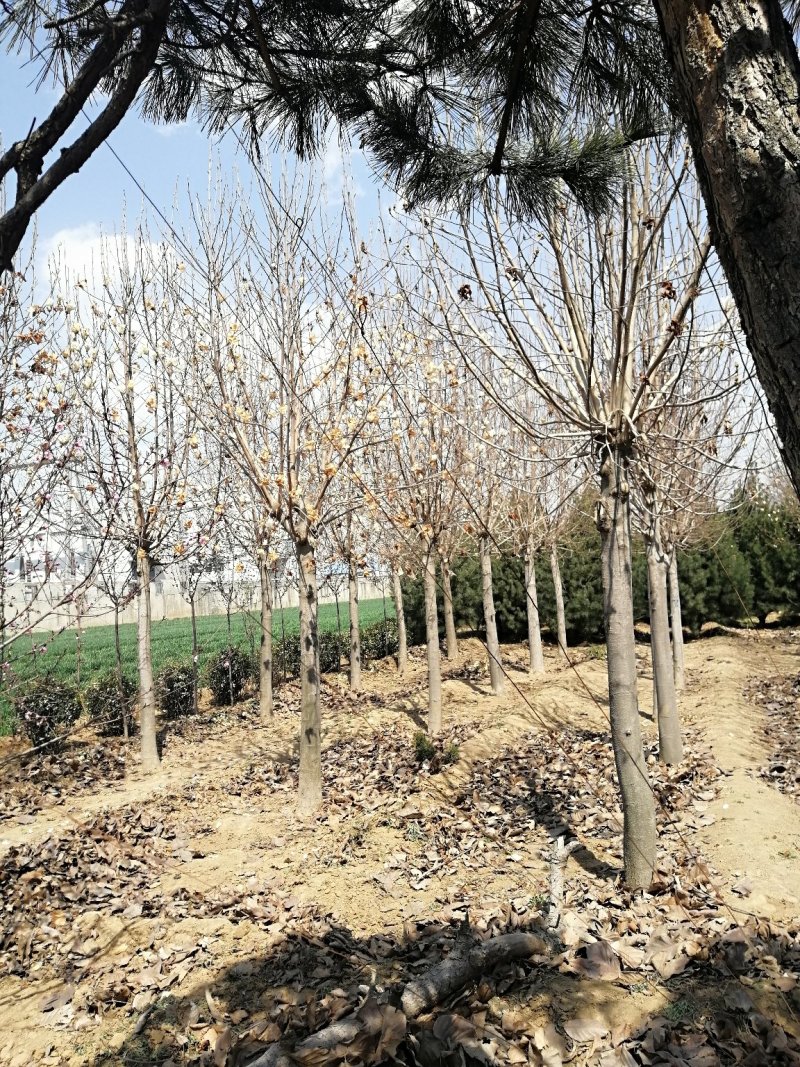 玉兰