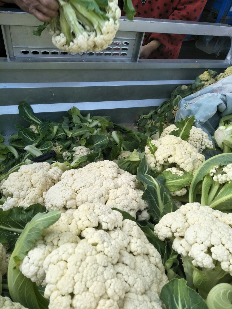 【推荐】江苏青梗散花有机花菜，菜花，松花菜，品质保证！