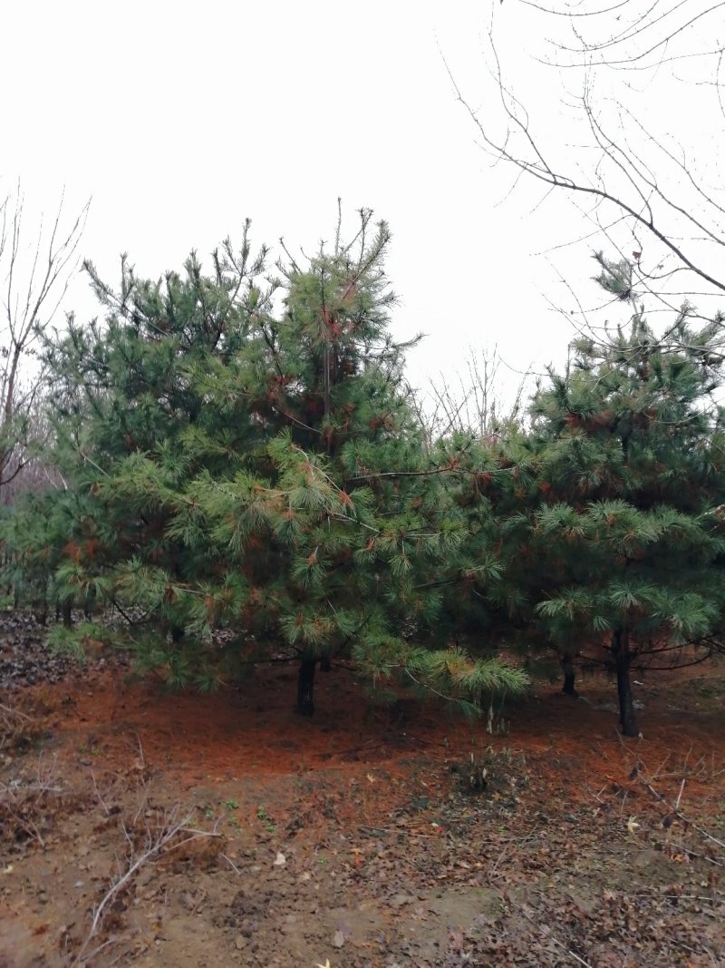 华山松