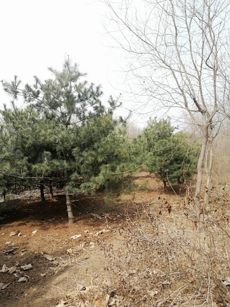 华山松