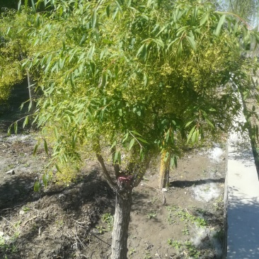 金丝吊蝴蝶，樱花，丝棉木