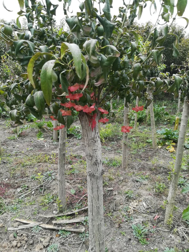 金丝吊蝴蝶，樱花，丝棉木
