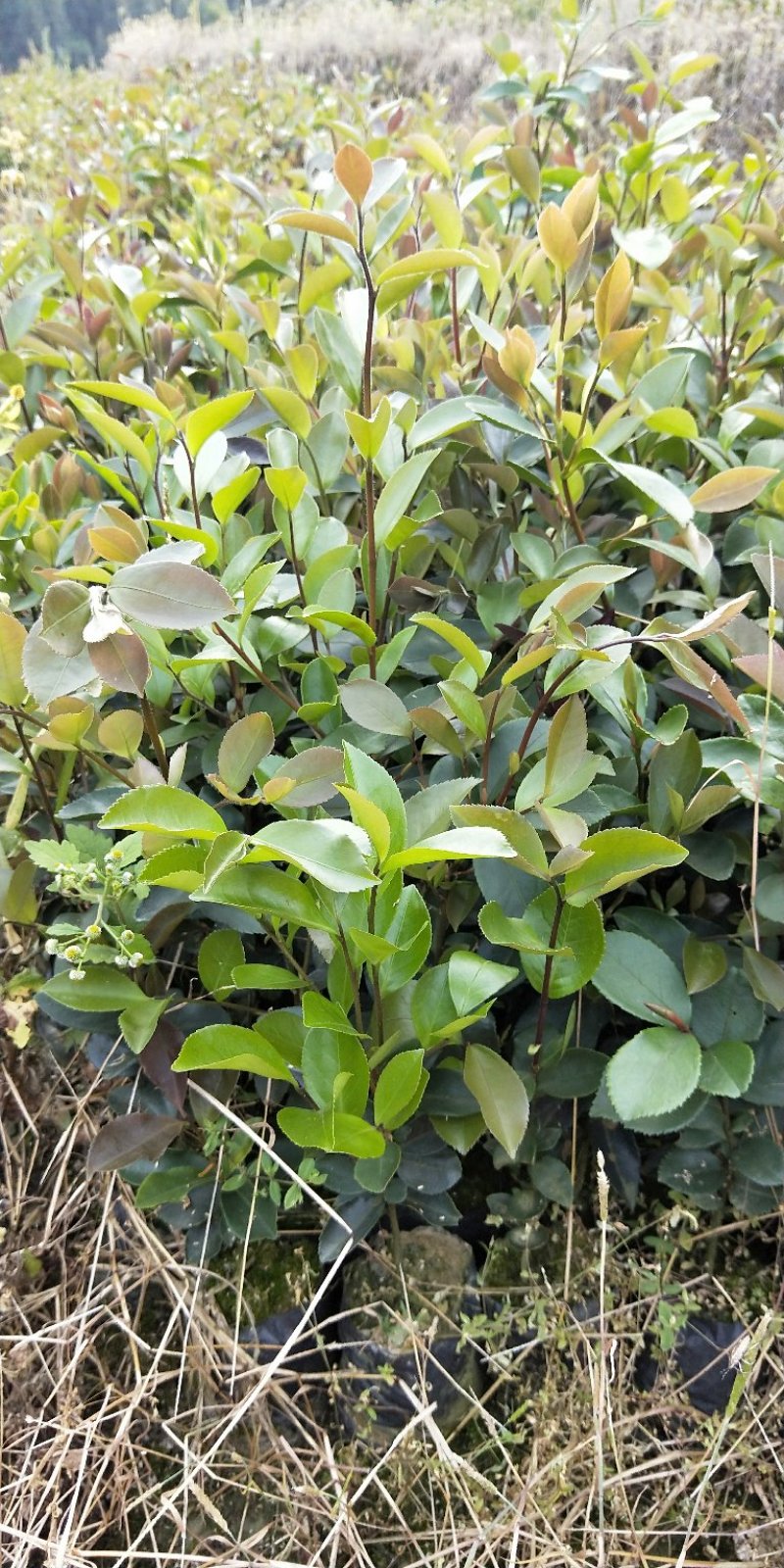 油茶苗袋苗20～60