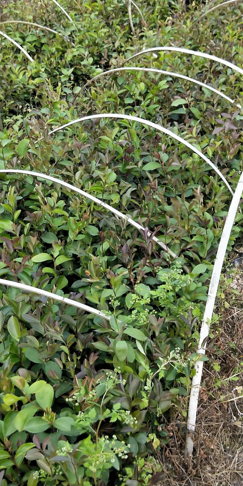 油茶苗袋苗20～60