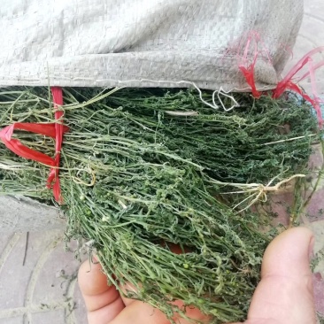 麦黄草