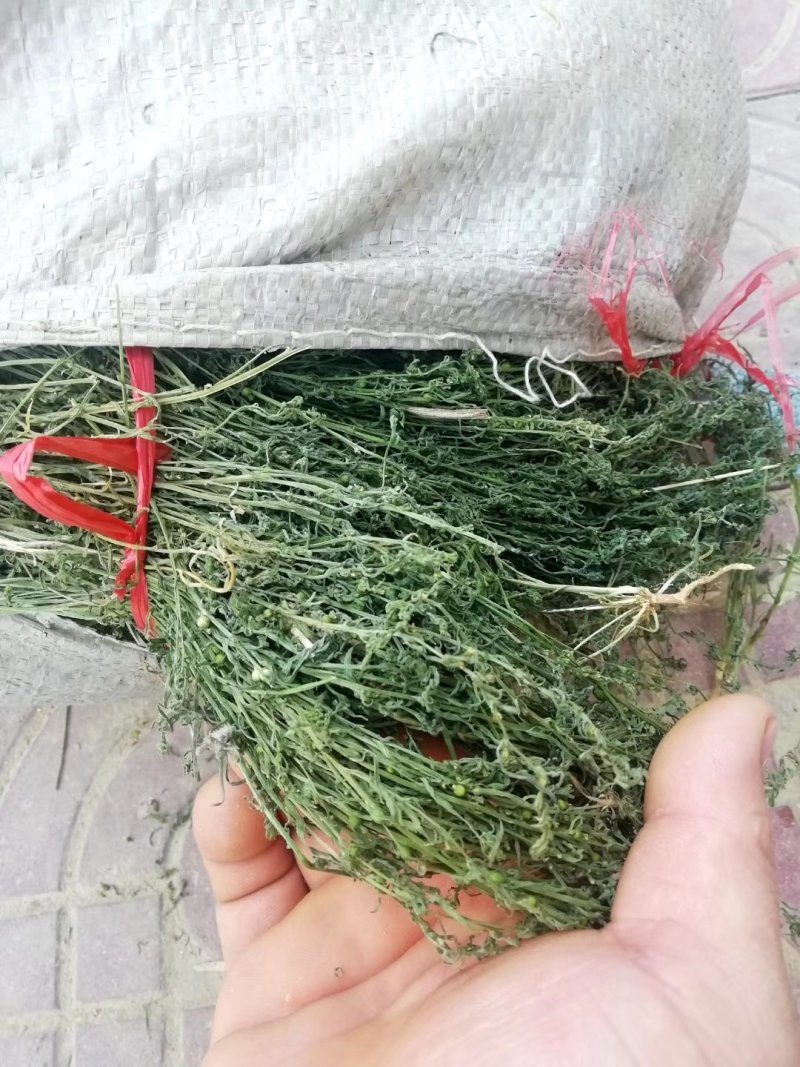 麦黄草