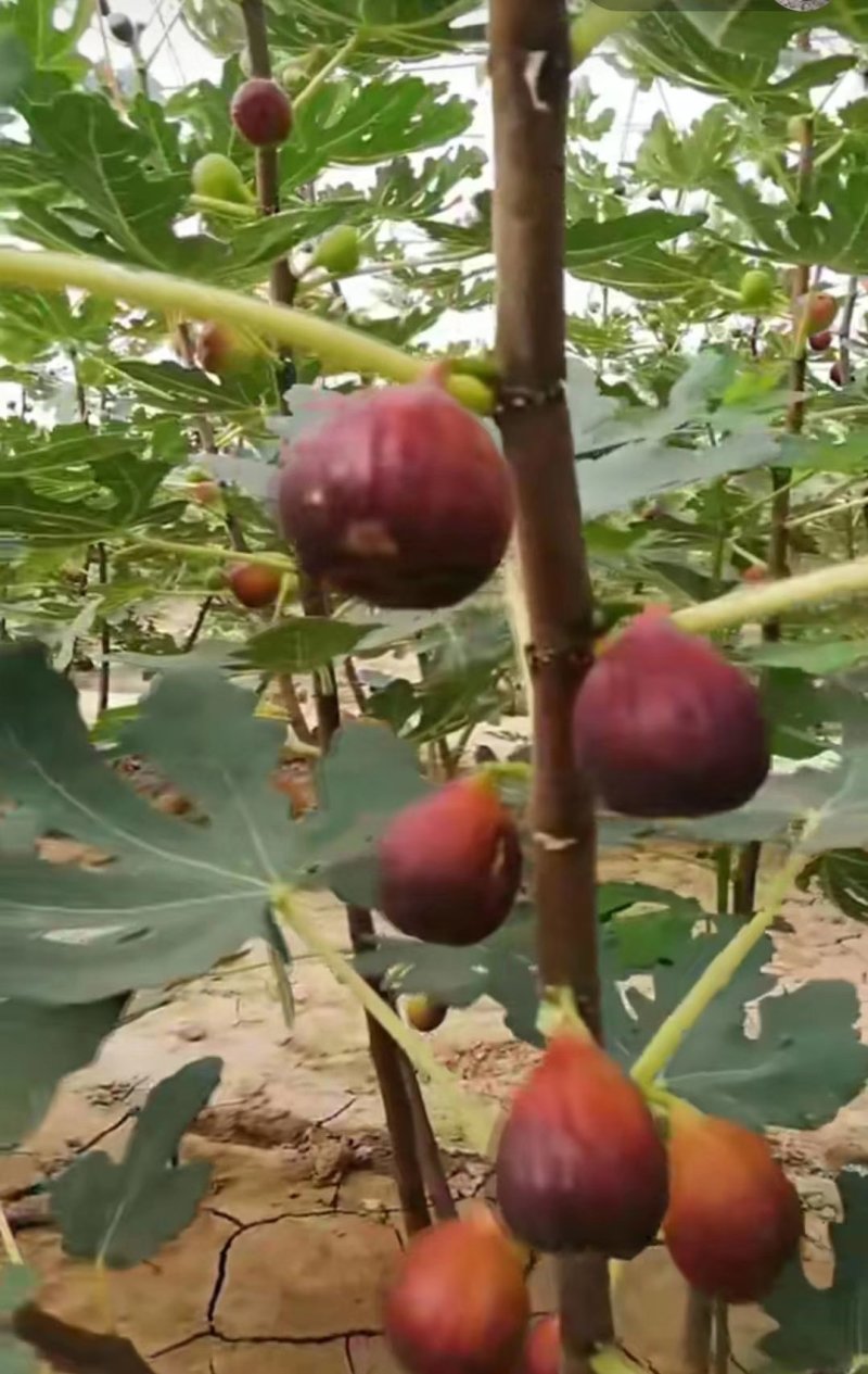 果树苗无花果苗波姬红无花果苗南北方种植果树苗带杯包邮