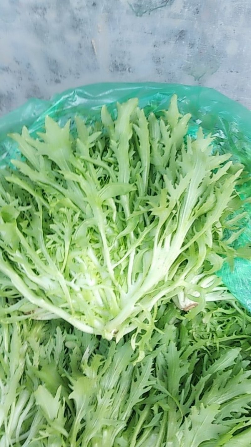 苦菊