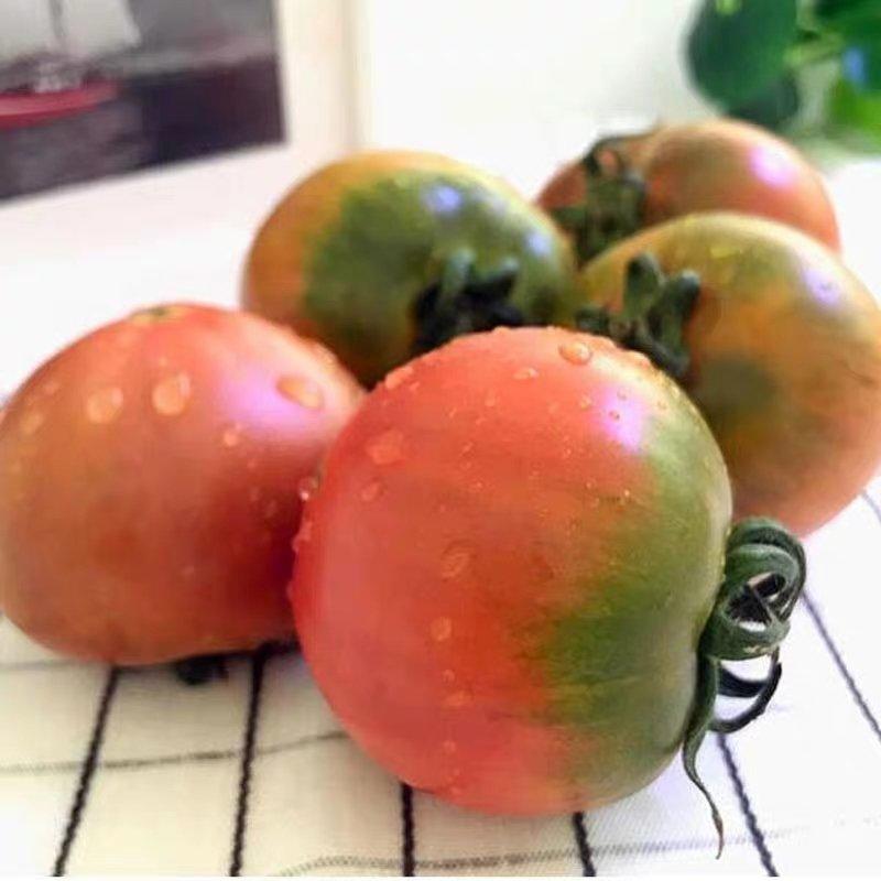 东北铁皮柿子种籽水果草莓番茄种子
