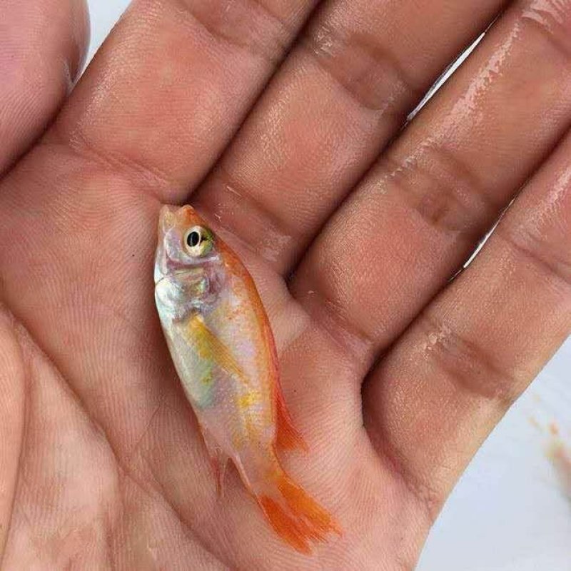 红罗非鱼苗彩红雕鱼苗生长快