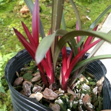 漂亮的建兰红草