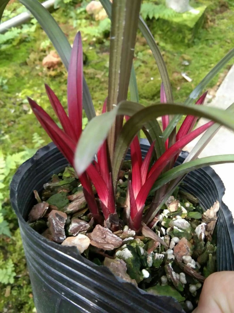 漂亮的建兰红草