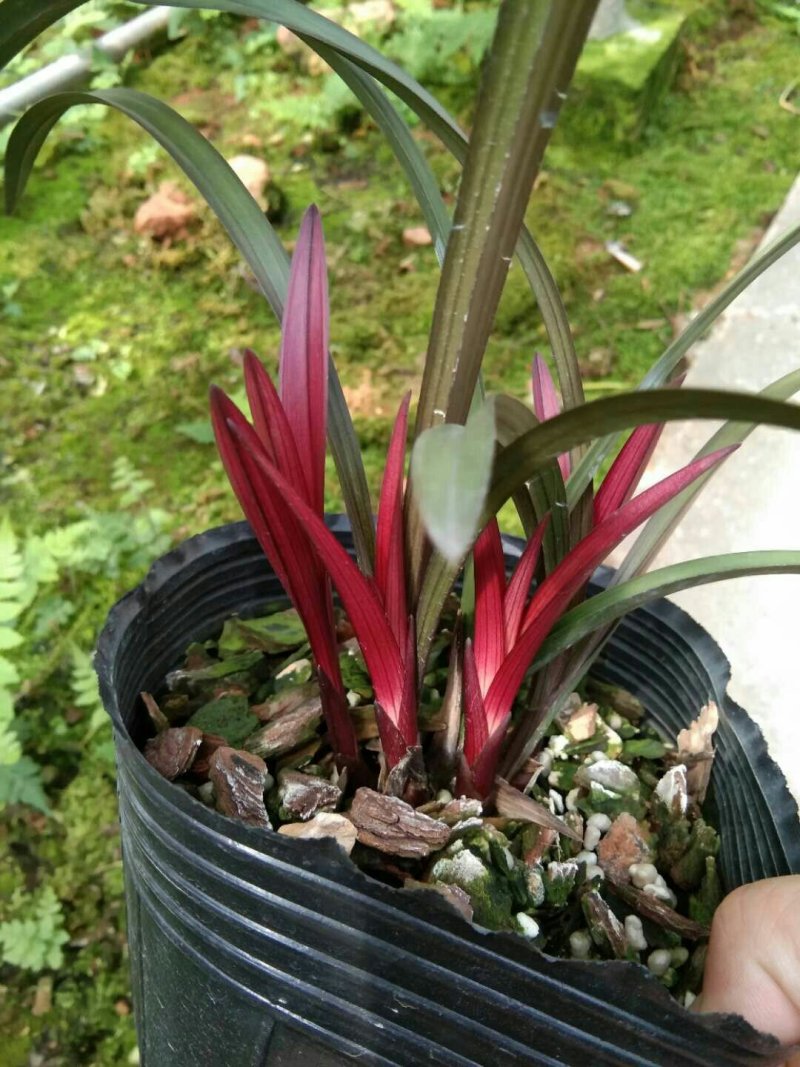 漂亮的建兰红草