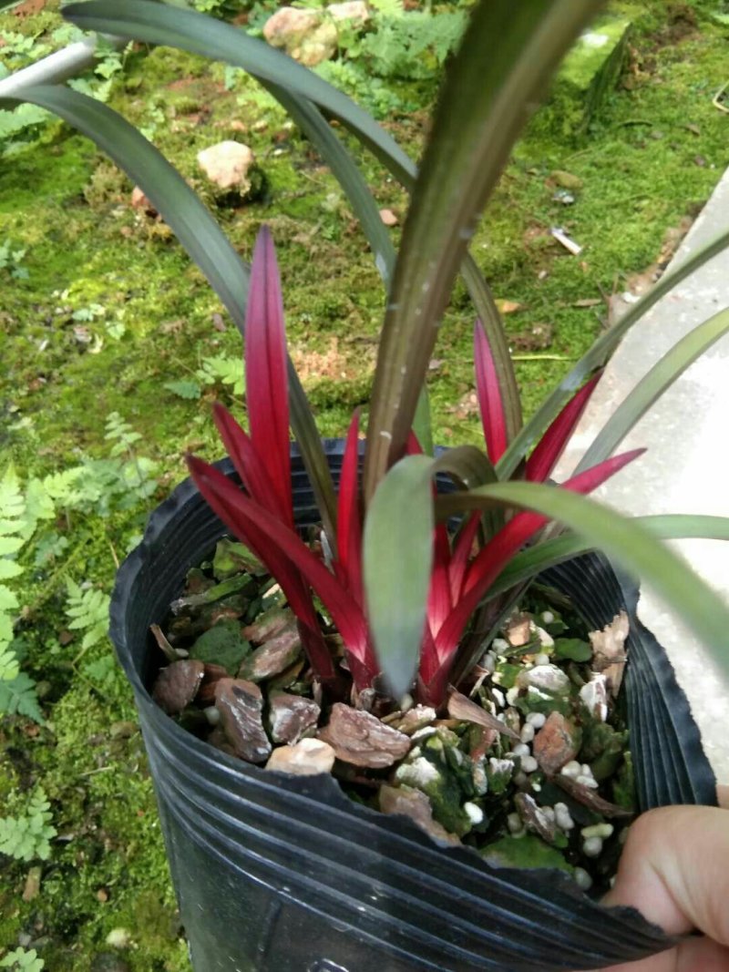 漂亮的建兰红草