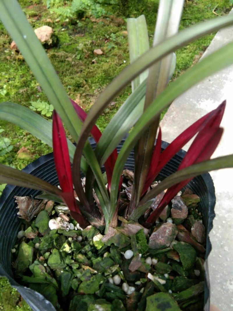 漂亮的建兰红草