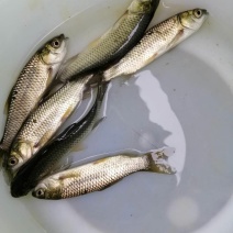 草鱼鲩鱼苗大规格供应活跃健康