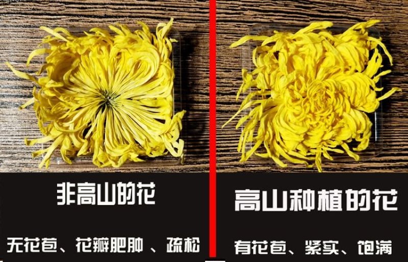 修水金丝皇菊一朵一杯特级大朵菊花茶清热去火花草茶