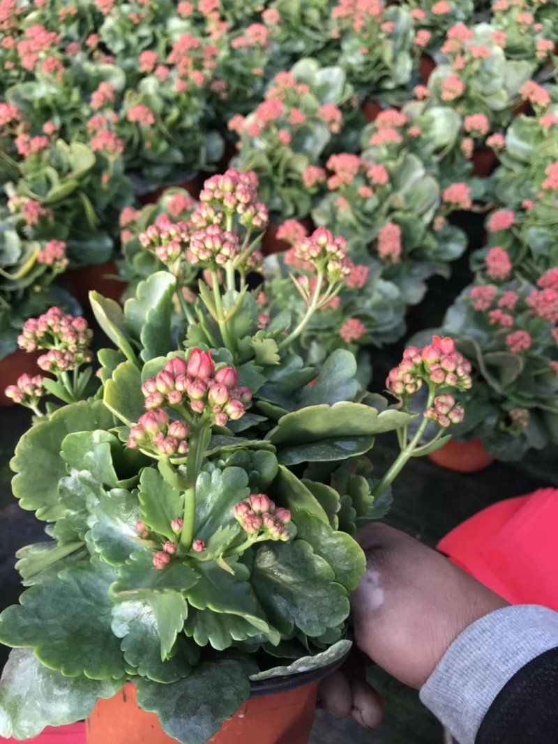 长寿花