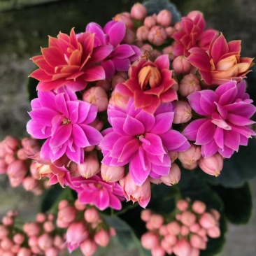 长寿花