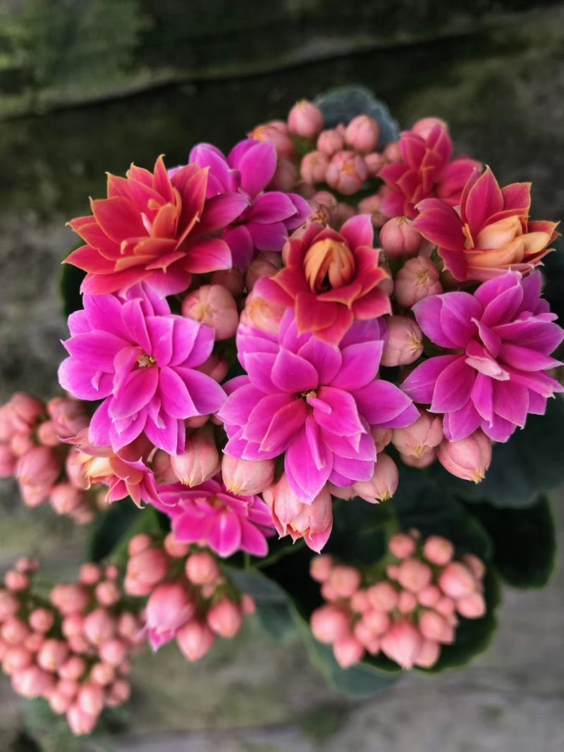 长寿花