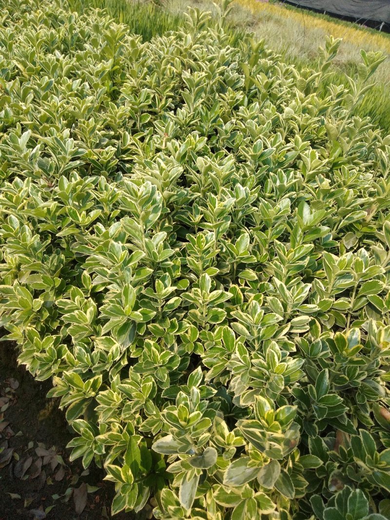 金边黄杨！农户价（数量足，价格优.质量好）欢迎各位老板采