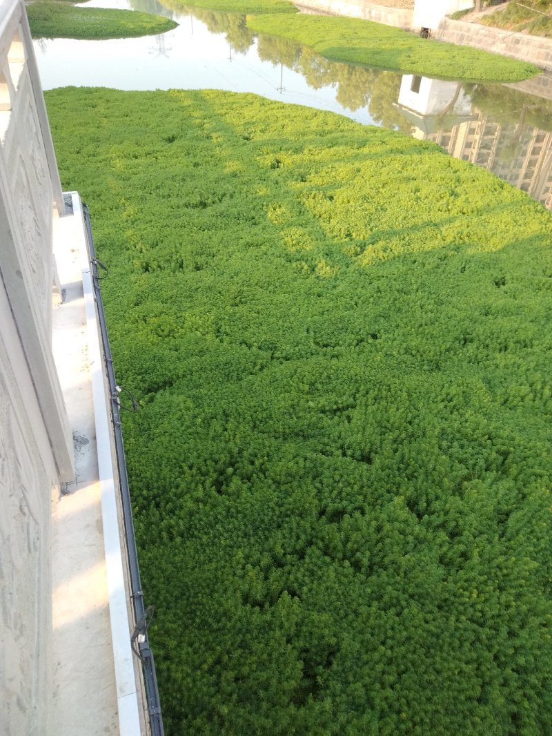 狐尾藻！农户价（数量足，价格优.质量好）欢迎各位老板采购