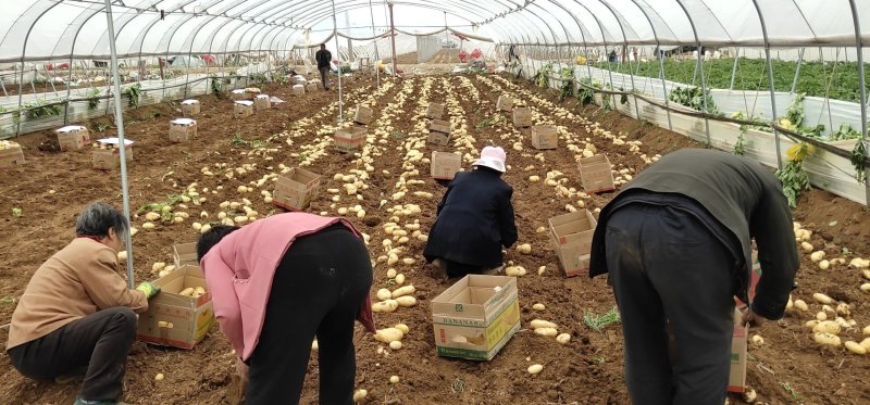 【土豆】优质荷兰十五土豆黄皮黄芯量大从优欢迎咨询