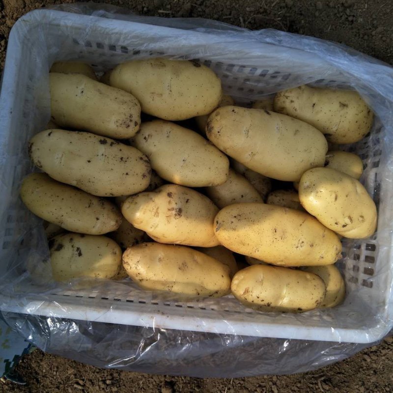 山东冷库荷兰十五土豆大量出库，货源充足，欢迎客户前来选购