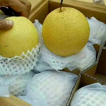 精品(箱装)（筐装)清库梨价低雪花梨质量有保证诚信经营