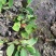 石韦高山野生无根石苇石苇全草产地供货