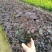 红花继木5斤袋高度20