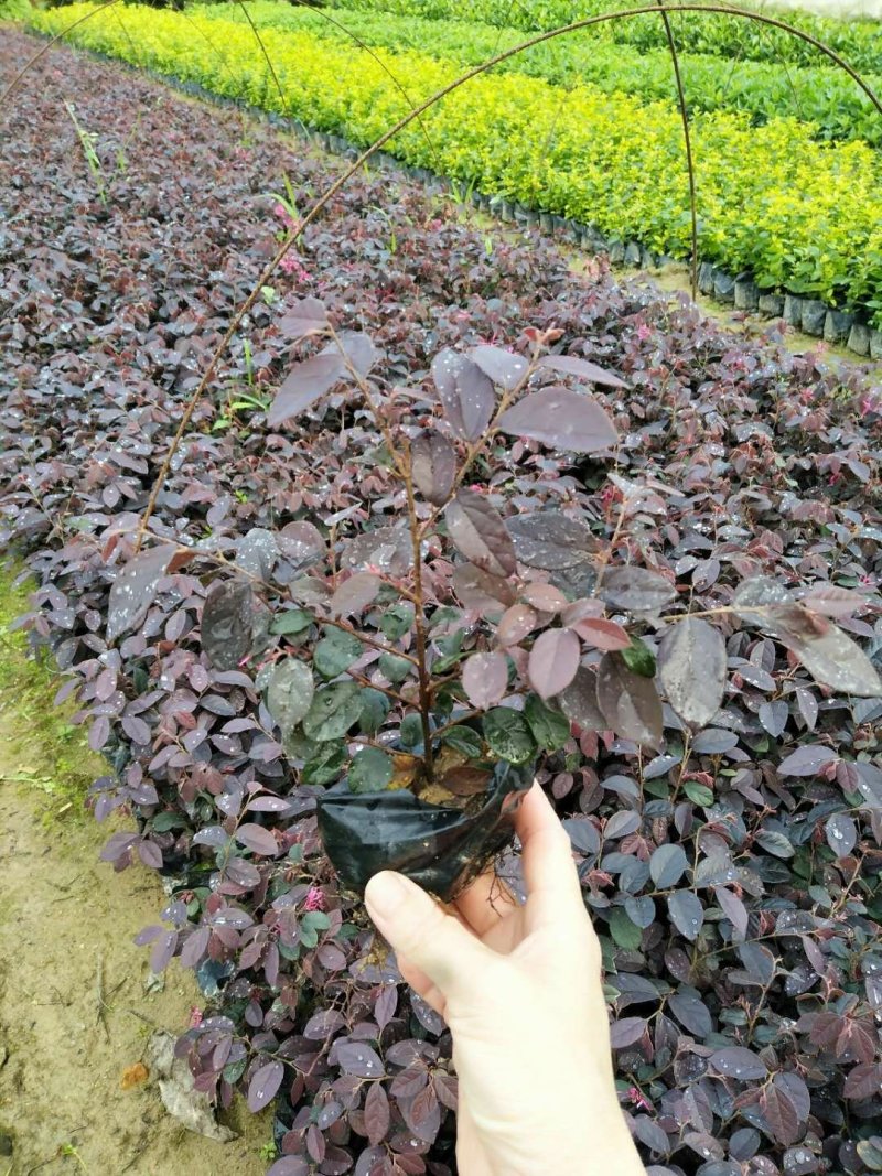红花继木5斤袋高度20