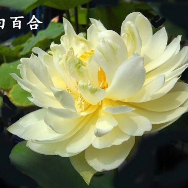 莲藕种观赏莲莲花，红色白色黄色重瓣荷花阳台景区美化环境