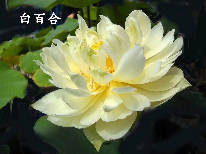 莲藕种观赏莲莲花，红色白色黄色重瓣荷花阳台景区美化环境