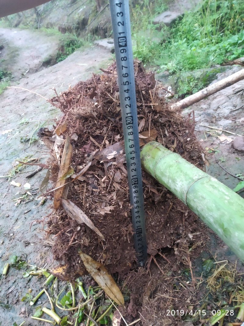 四川竹子-雷竹大竹笋斑竹笋大量供应欢迎采购
