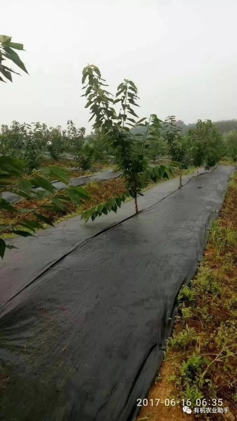 防草布透气透水保湿抗老化防草布园艺防草地布