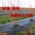 防草布透气透水保湿抗老化防草布园艺防草地布