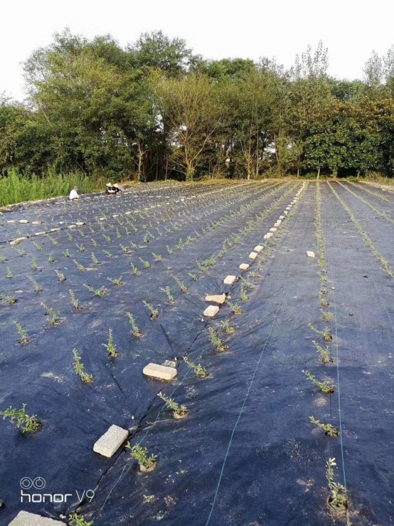 防草布透气透水保湿抗老化防草布园艺防草地布