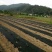 防草布透气透水保湿抗老化防草布园艺防草地布