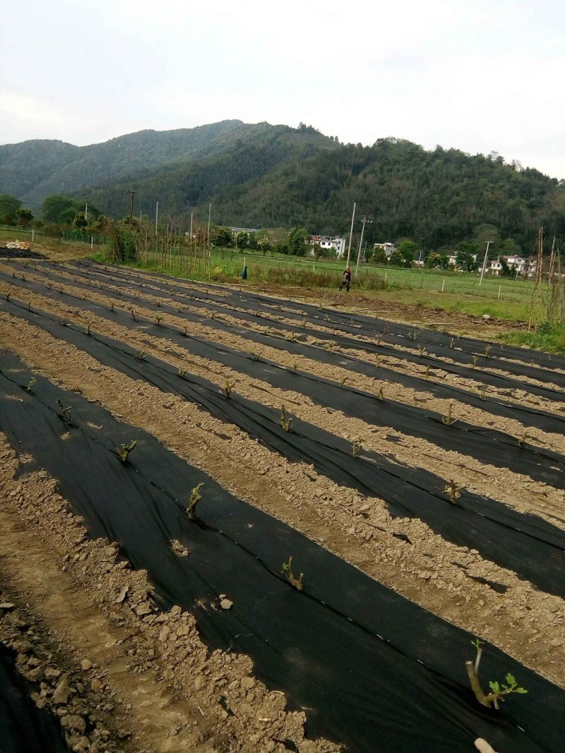防草布透气透水保湿抗老化防草布园艺防草地布