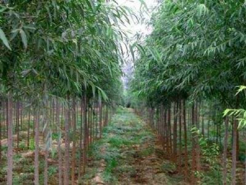 两公分柳树特价处理！质量好价低
