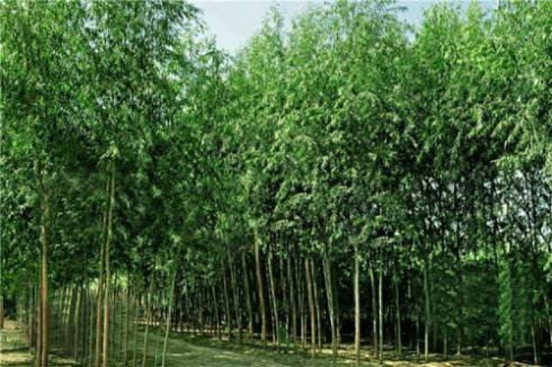 两公分柳树特价处理！质量好价低