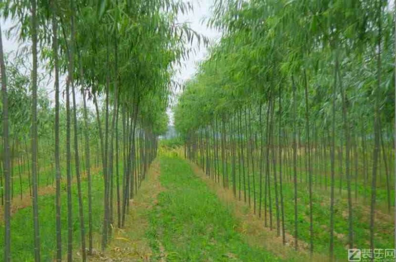 两公分柳树特价处理！质量好价低