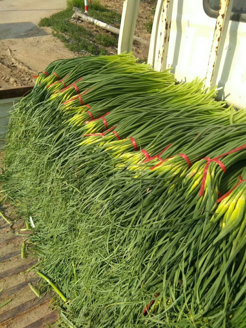 蒜苔四六瓣，