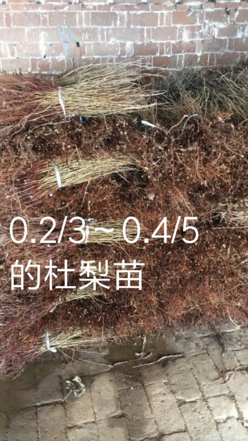 杜梨苗，1毛批发，1万棵以上0.2～0.4/5杜梨苗。