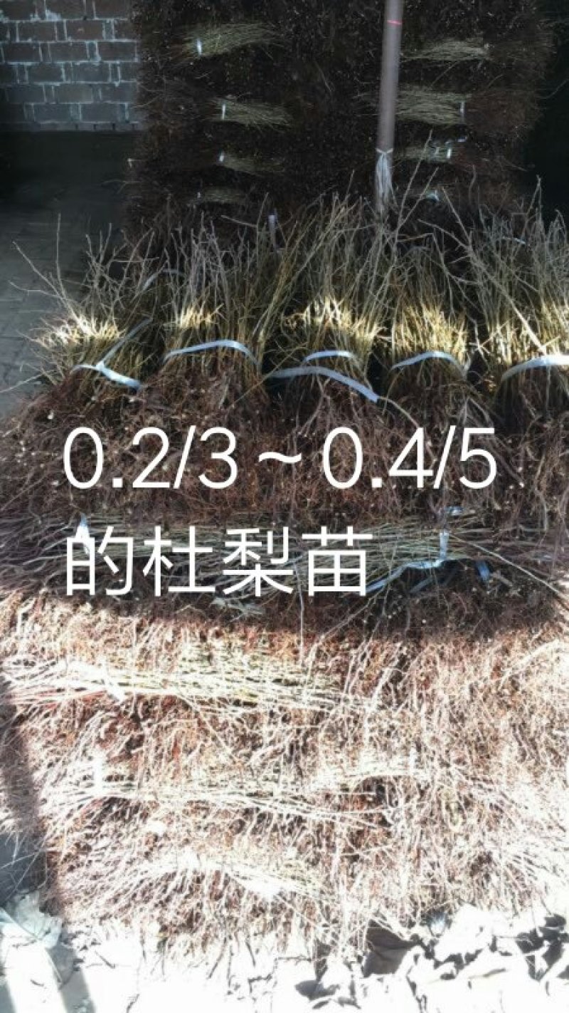 杜梨苗，1毛批发，1万棵以上0.2～0.4/5杜梨苗。