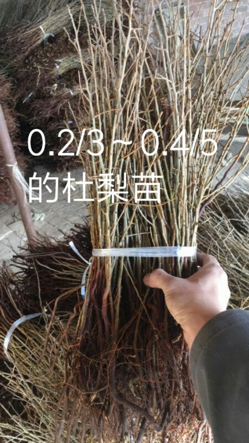 杜梨苗，1毛批发，1万棵以上0.2～0.4/5杜梨苗。