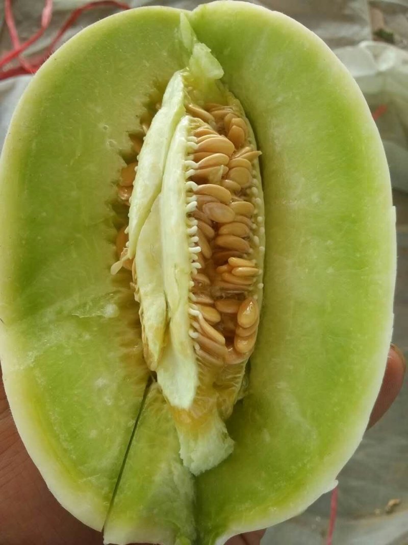 玉菇甜瓜/清爽可口/色泽好个头匀/电商一件代发/超市专供